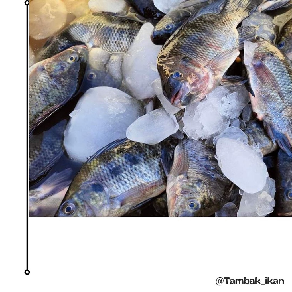 

Ikan Mujair Segar 1KG