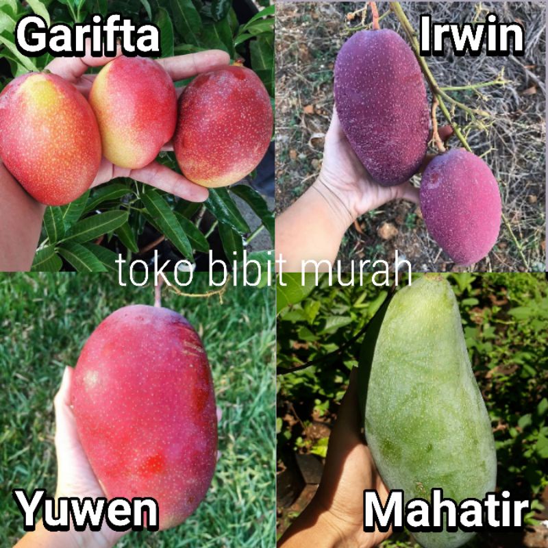 Paket Hemat 4 Bibit Mangga ( Garifta - Irwin - Yuwen - Mahatir