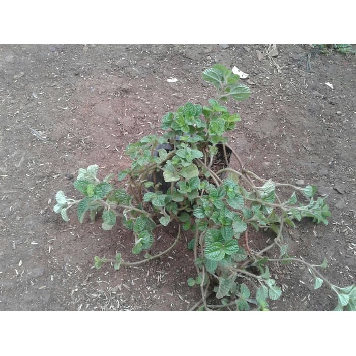 

pohon mint daun mint Murah