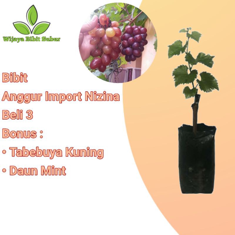 Bibit Tanaman Buah Anggur Nizina Import-Bibit Hasil Grafting-Anggur Nizina Import-Bibit Anggur Impor