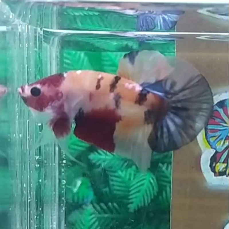 

ikan cupang nemo