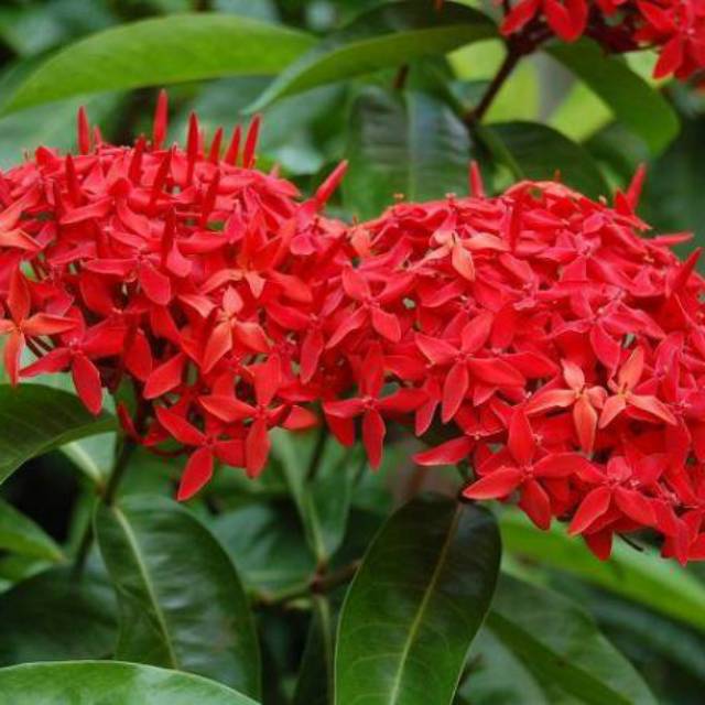 Bunga Asoka Merah Bibit Tanaman Hias Pagar Bunga Soka Red Ixora Shopee Indonesia