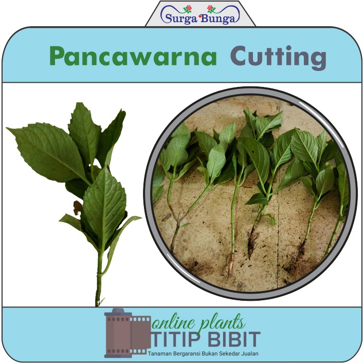 Cuttingan Stek Bunga Pancawarna Murah