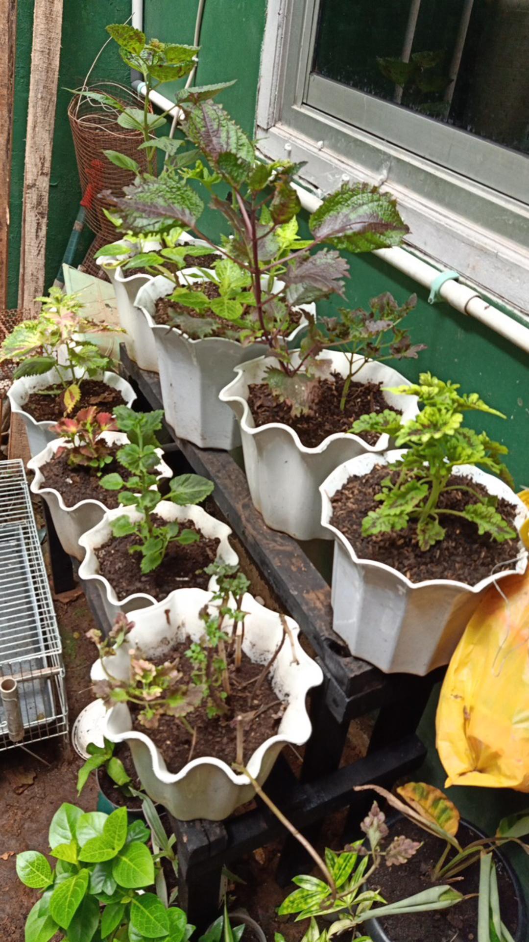 Tanaman Hias Keladi Army/caladium Army