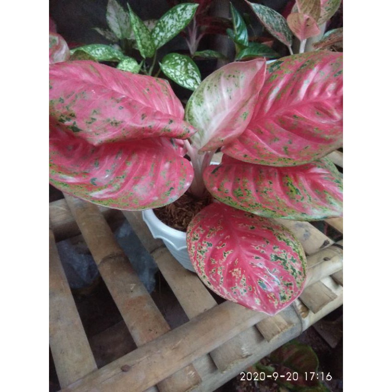 Tanaman hias - Aglonema Wulandari (Remaja)