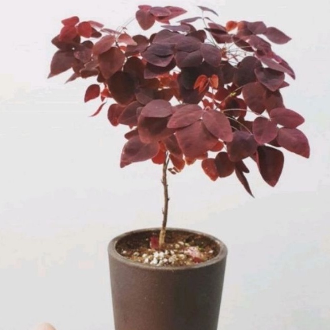 DIARY PETANI - Bibit Tanaman Bonsai Carribean Copper