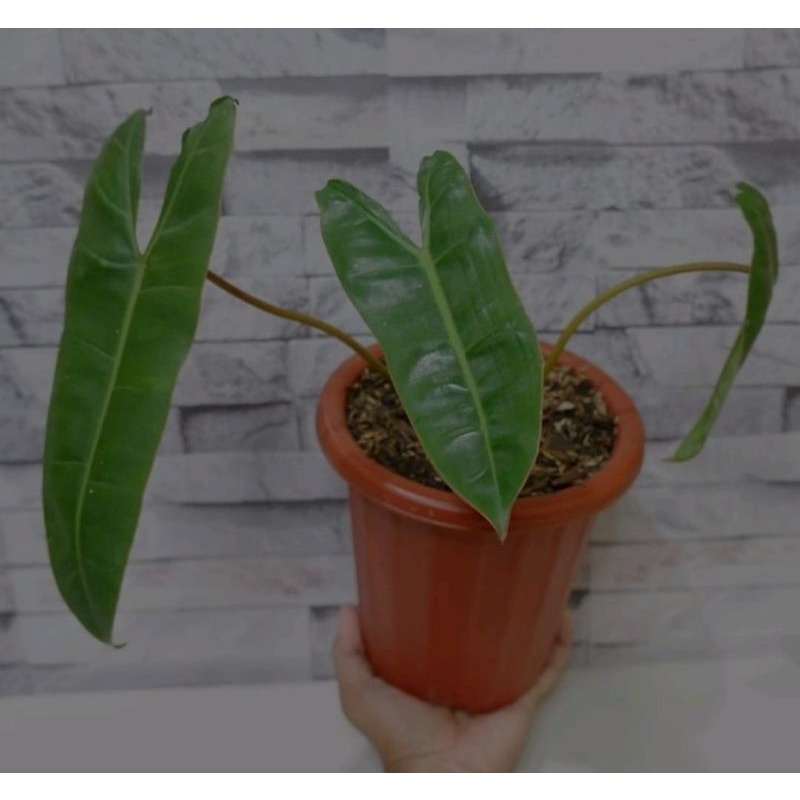 Batang bonggol philodendron kabel busi stang Orange