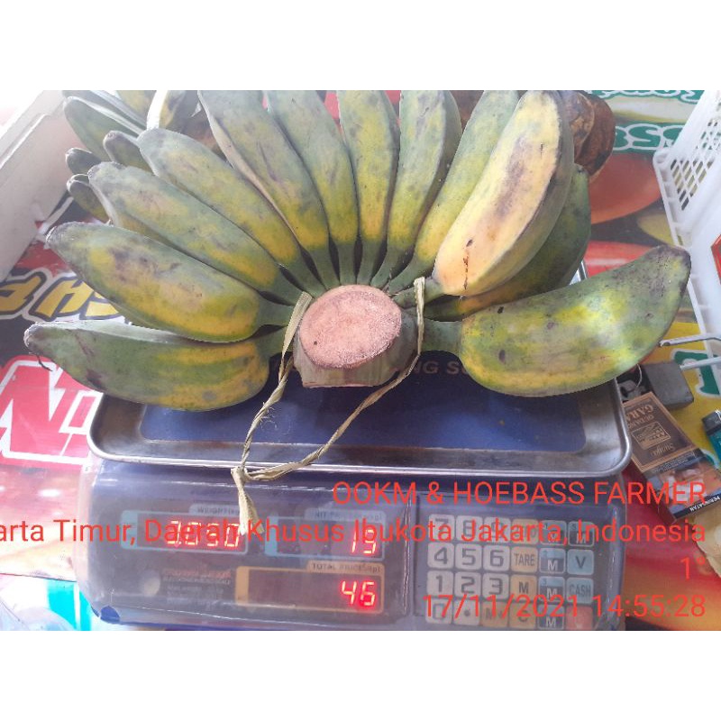 

PISANG KEPOK KUNING