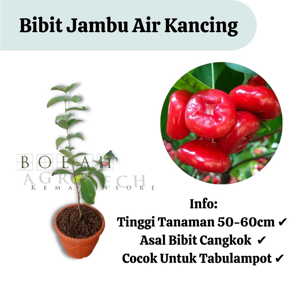 Bibit Jambu Air Kancing Okulasi (Jaminan Original)