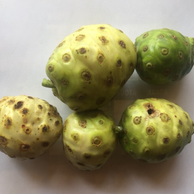 

Buah mengkudu fres 1kg