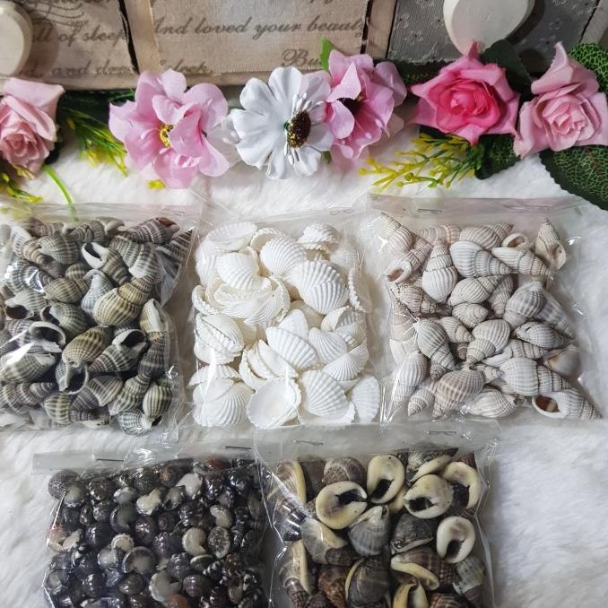 

^^^^^] Kulit Kerang/Cangkang Keong/Seashell (-+50 gr)