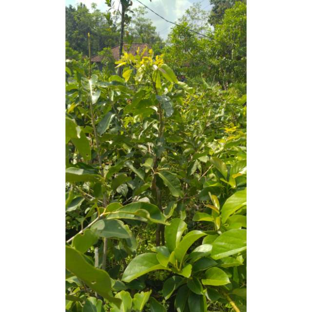 Bibit Jamblang // Bibit Duwet Putih Okulasi Cepat Berbuah