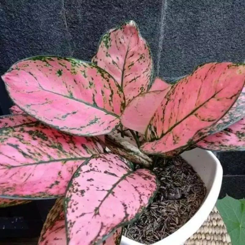 PROMO Bonggol aglonema lady valentine | Bibit aglonema lady valentine