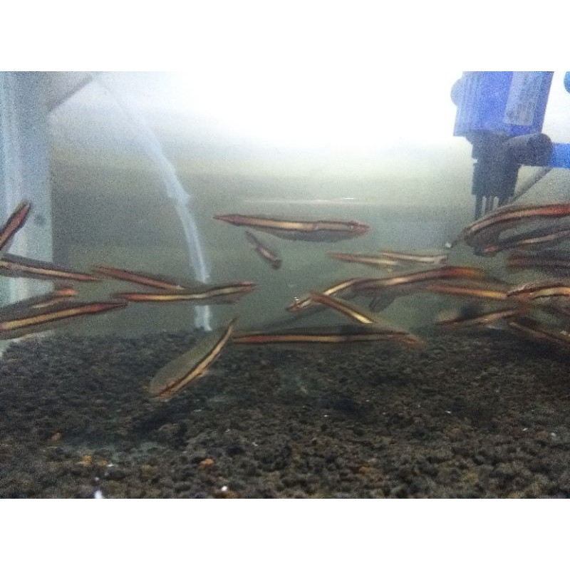 (hanya untuk di pulau SumSel) anakan ikan toman red line ukuran 16-18,19 CM