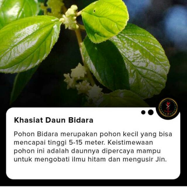 Yuk Simak Khasiat Balm Daun Bidara Asli 