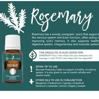 Rosemary Young Living Essential Oil 15Ml Nandaputriah