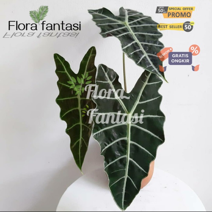 Tanaman Hias Keladi Amazon / pohon hias Keladi amazon - bibit (Tanaman hias hidup indoor murah besar