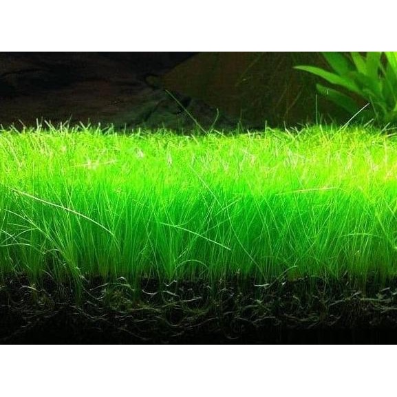 Bibit Rumput Aquascape Hair Grass Seed Aquarium Aquascape Benih Rumput