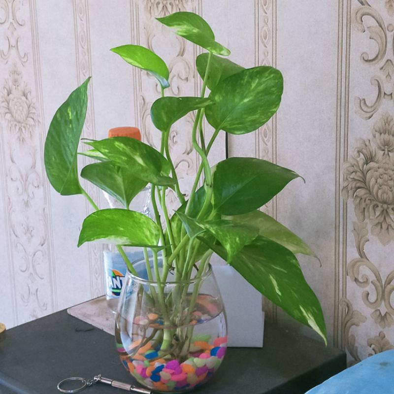 Gelas Kaca Vas Bunga Kaca Mini Aquarium Pot Tanaman Air Botol Hidroponik Hias Unik Ukuran 475 ml