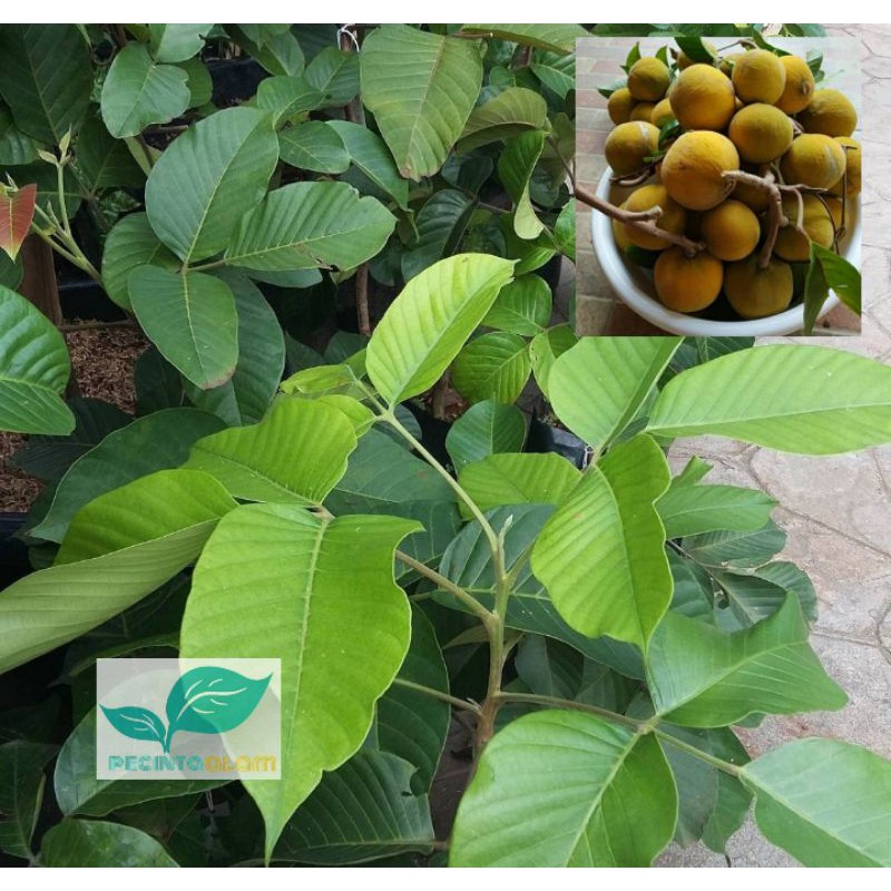 Bibit pohon kecapi / Tanaman buah kecapi