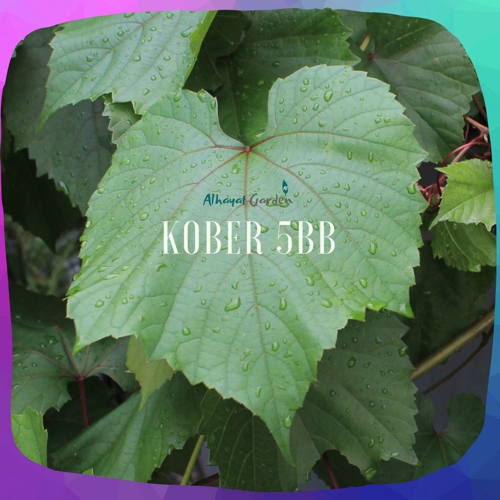 Bibit Anggur Kober 5BB (rootstock)
