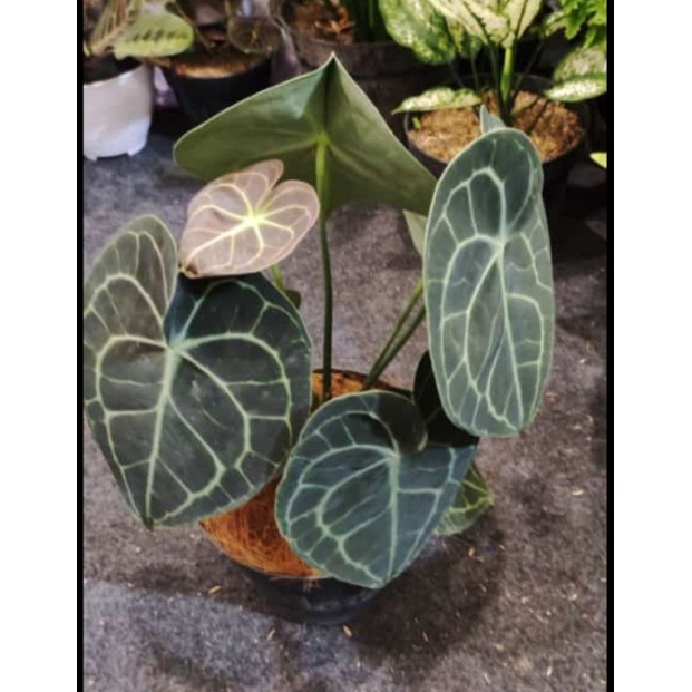 anthurium clarinervium tarantula - Pagoda