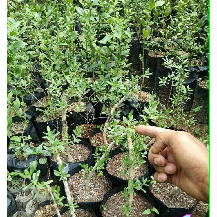 Grosir Bibit Tanaman Setigi Stigi Bahan Bonsai Termurah