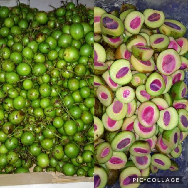 Buah gandaria , kundang , ramania mentah 500 gram
