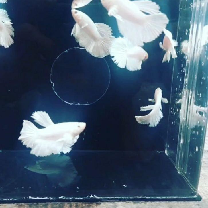 

《packingaman》 OBRALL...IKAN CUPANG - Halfmoon White Platinum Paling Murah