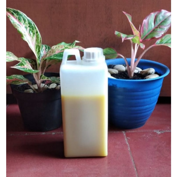 

Madu Kaliandra kemasan 1 kg,asli ,100%