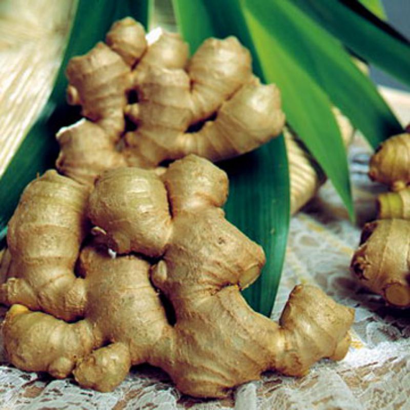 

Jahe emprit jawa timur fresh 1 kg