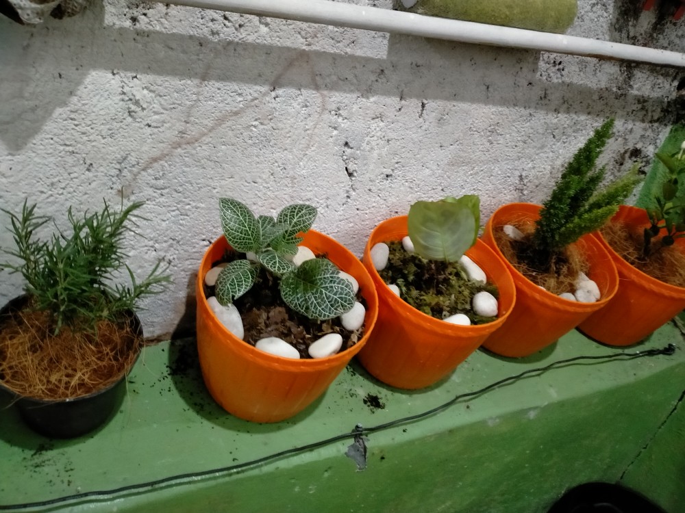 Tanaman Hias Melati Yasmin - Melati Yasmine - Melati Jasmine - Bunga Melati - Melati Jasmin