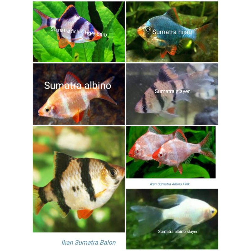 IKAN HIAS SUMATRA TIGER BARB HIJAU ALBINO GRAND PLATINUM