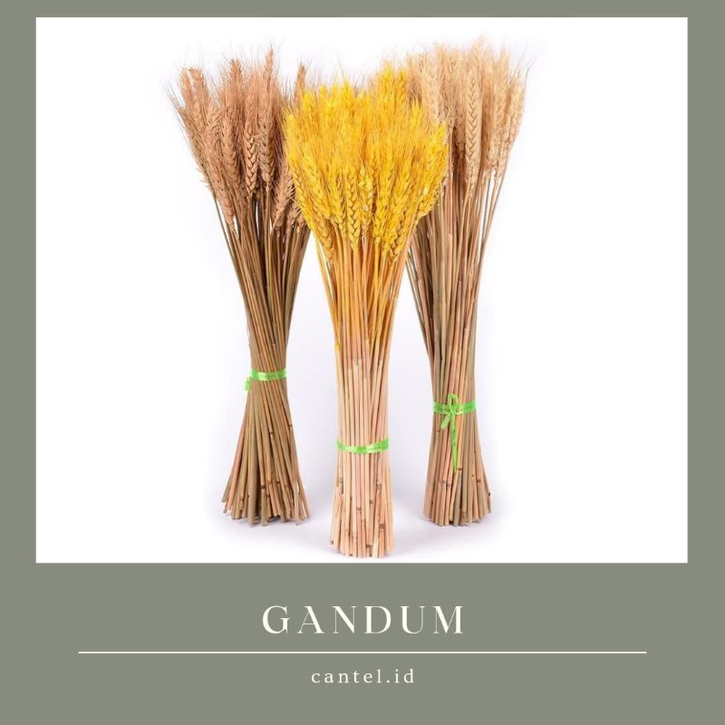 Gandum kering/driedflower/bunga gandum