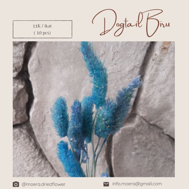 

Bunga Kering Dogtail