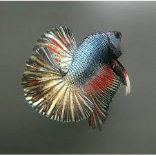 ACC hmpk cupang (bahan kontes)