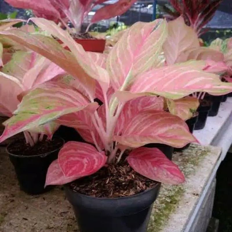 bibit bonggol aglonema bidadari