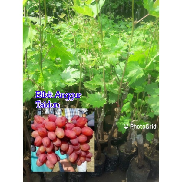 bibit anggur taldun