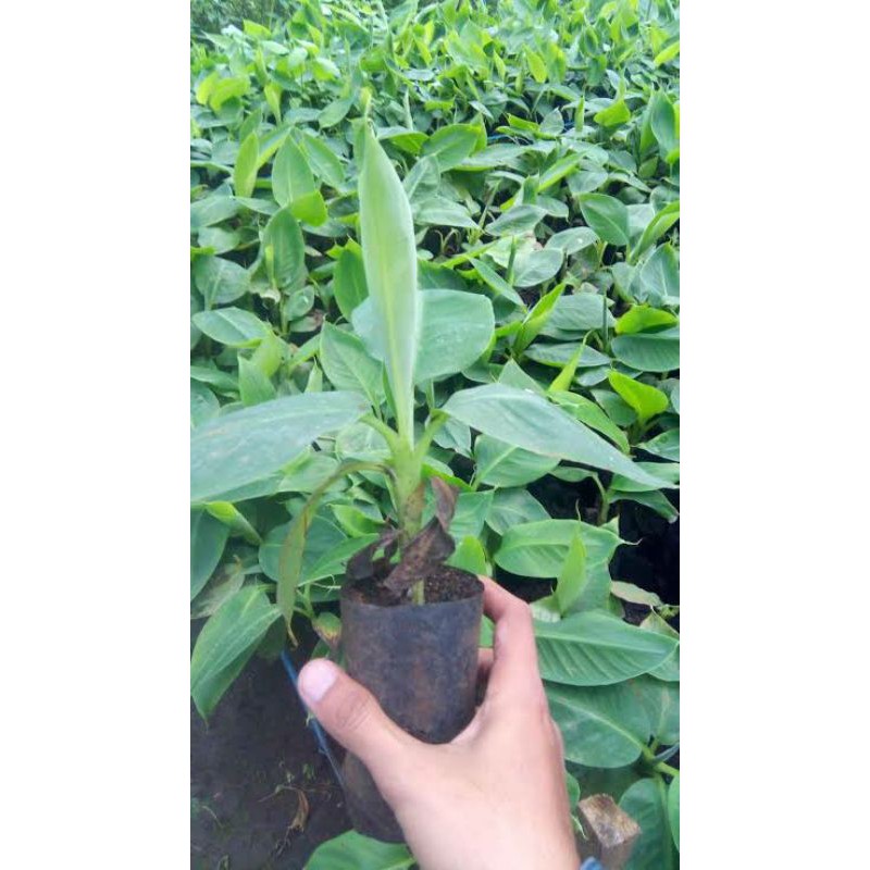 Bibit Pisang cavendish | pisang cavendish bibit