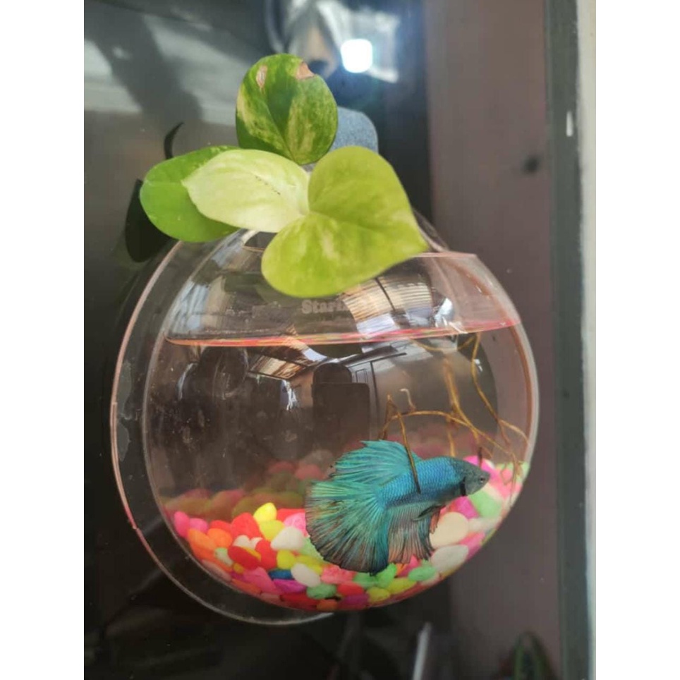 Aquarium Dinding KECIL Ikan Hias/Tanaman Hias