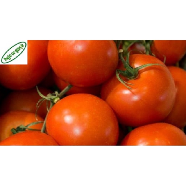 

TOMAT MERAH FRESH / RED TOMATO / SALAD / BUAH SAYUR ORGANIK BANDUNG