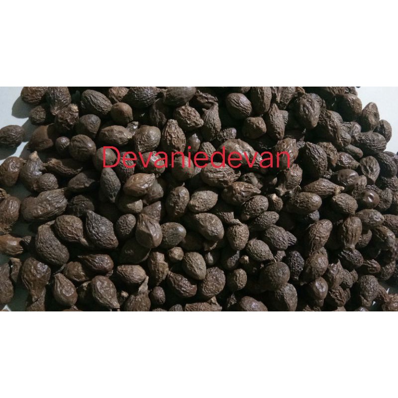 

Buah tempayang kering/Buah semangkok kering