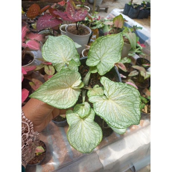 caladium white jaguar