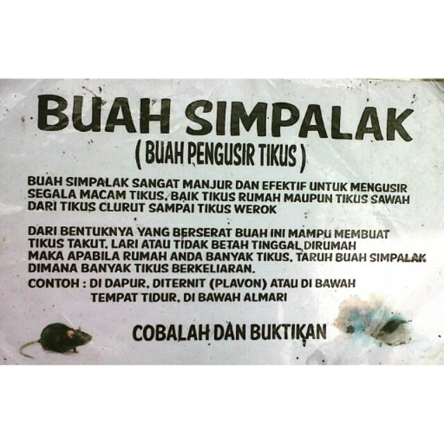 Alat Pengusir Tikus Sangat Ampuh Buah Ajaib Shopee Indonesia