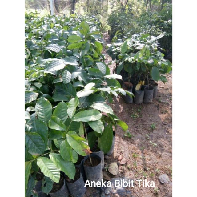 Bibit duku palembang atau duku komering