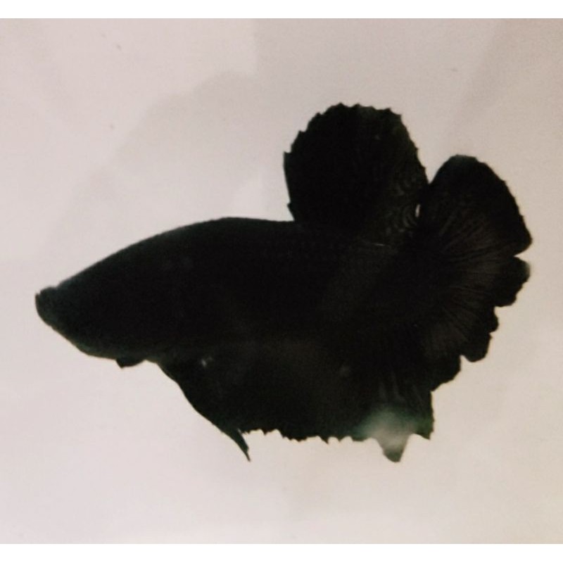 Cupang Super Black HMPK / Black Orchid / Black Series Seris / BBL