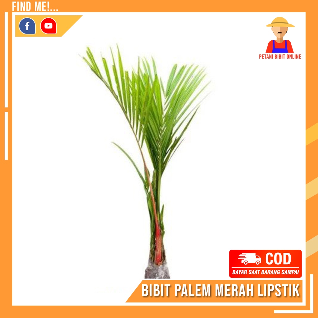 Bibit Tanaman Palem Merah Lipstick Lipstik Palm
