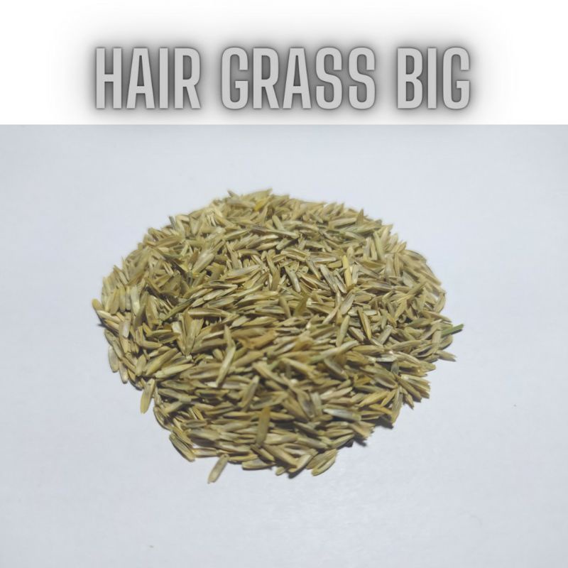 HAIR GRASS hairgrass seed bibit benih tanaman air aquascape aquarium bibit aquascape tanaman aquasca