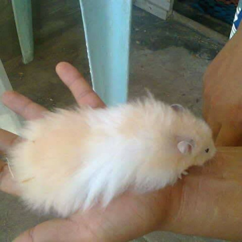 Hamster Syrian Long Hair ANGGORA Kirim Seluruh INDONESIA LH Lucu Murah Jinak