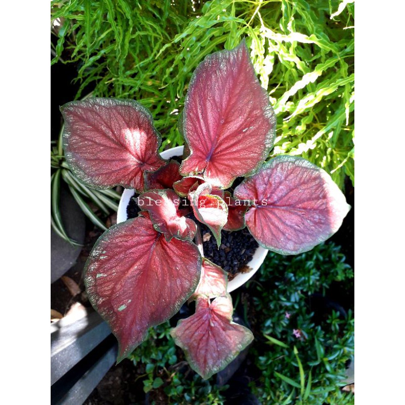Caladium Red Jaguar